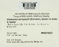 Uromyces ari-triphylli image