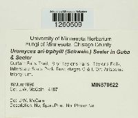 Uromyces ari-triphylli image