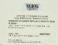 Uromyces ari-triphylli image