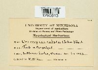 Uromyces caladii image