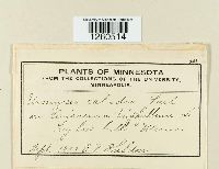 Uromyces caladii image