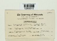 Uromyces caladii image