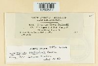 Uromyces asclepiadis image