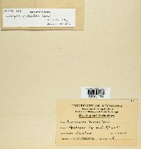 Uromyces asclepiadis image