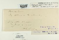 Uromyces bicolor image