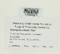 Uromyces caladii image