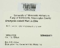 Uromyces caladii image