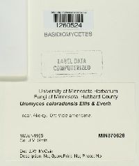 Uromyces coloradensis image