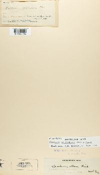 Uromyces coloradensis image