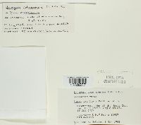 Uromyces coloradensis image