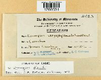 Uromyces dianthi image