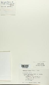 Uromyces fabae image