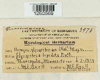 Uromyces glycyrrhizae image