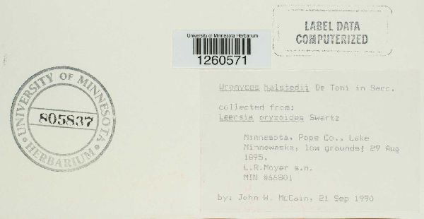 Uromyces halstedii image