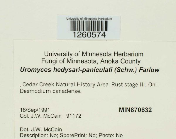 Uromyces hedysari-paniculati image