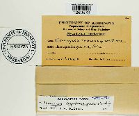 Uromyces lespedezae-procumbentis image