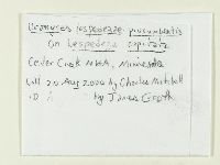 Uromyces lespedezae-procumbentis image