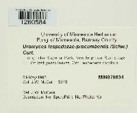 Uromyces lespedezae-procumbentis image