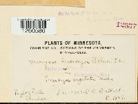 Uromyces lespedezae-procumbentis image