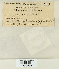 Uromyces limonii image