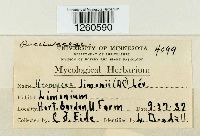 Uromyces limonii image