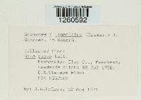 Uromyces lineolatus image