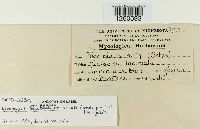 Uromyces perigynius image