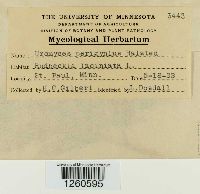 Uromyces perigynius image