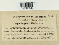 Uromyces perigynius image