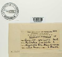 Uromyces perigynius image