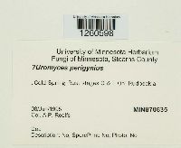 Uromyces perigynius image