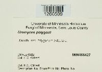 Uromyces polygoni-avicularis image