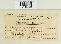 Uromyces perigynius image