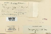 Uromyces polygoni-aviculariae image