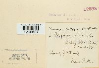 Uromyces polygoni-aviculariae image