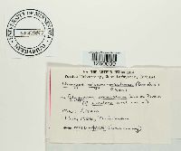 Uromyces polygoni-aviculariae image