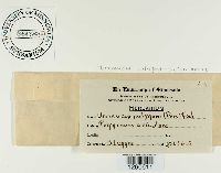 Uromyces polygoni-aviculariae image