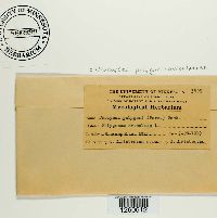 Uromyces polygoni-aviculariae image