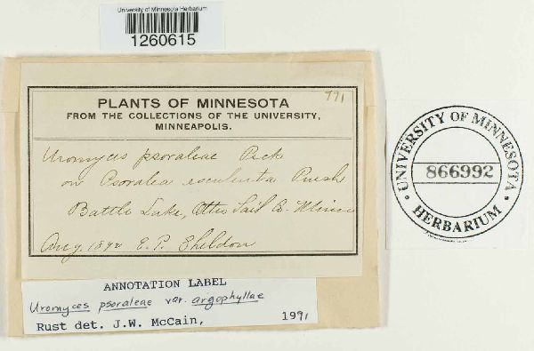 Uromyces psoraleae var. argophyllae image