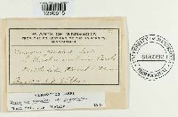 Uromyces psoraleae image