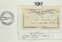 Uromyces psoraleae image