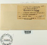 Uromyces rudbeckiae image