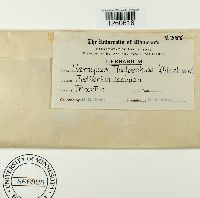 Uromyces rudbeckiae image