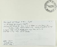 Uromyces seditiosus image