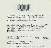 Uromyces seditiosus image