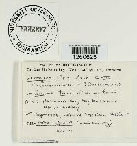 Uromyces silphii image