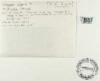 Uromyces silphii image