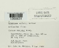 Uromyces silphii image