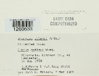 Uromyces silphii image