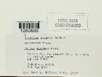 Uromyces silphii image